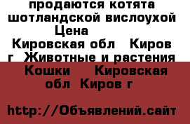 продаются котята шотландской вислоухой › Цена ­ 3 000 - Кировская обл., Киров г. Животные и растения » Кошки   . Кировская обл.,Киров г.